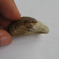 Zebra Mussel